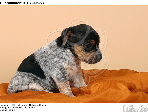 Jack Russell Terrier Welpe / jack russell terrier puppy / HTFA-005274