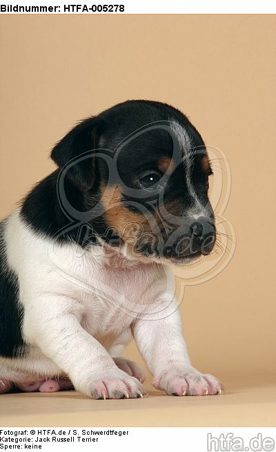 Jack Russell Terrier Welpe / jack russell terrier puppy / HTFA-005278