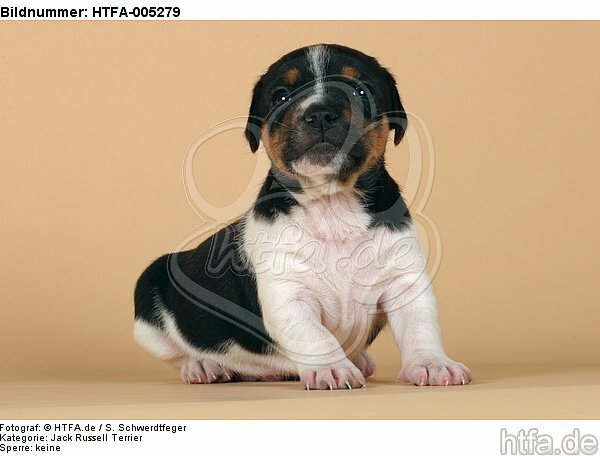 Jack Russell Terrier Welpe / jack russell terrier puppy / HTFA-005279