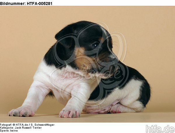 Jack Russell Terrier Welpe / jack russell terrier puppy / HTFA-005281