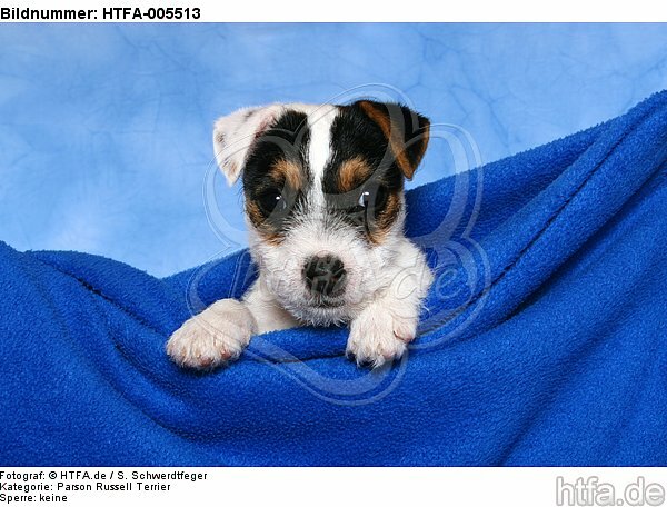 Parson Russell Terrier Welpe / parson russell terrier puppy / HTFA-005513
