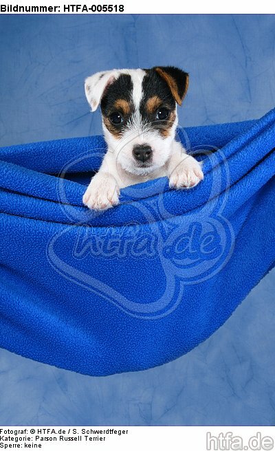 Parson Russell Terrier Welpe / parson russell terrier puppy / HTFA-005518