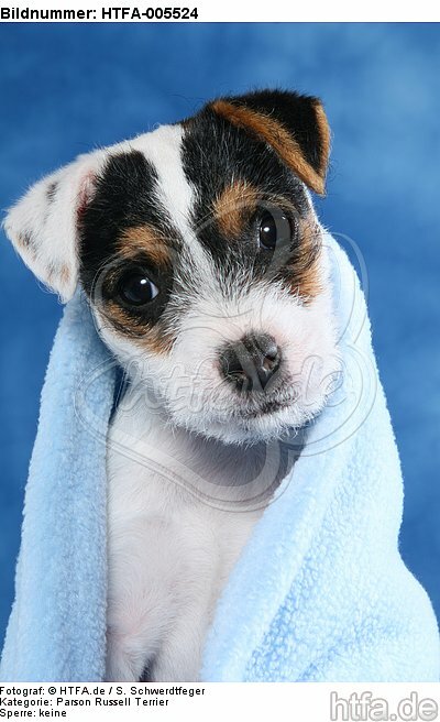 Parson Russell Terrier Welpe / parson russell terrier puppy / HTFA-005524