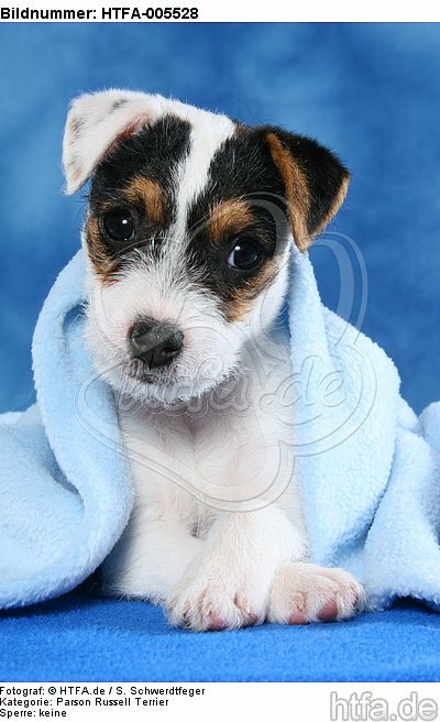 Parson Russell Terrier Welpe / parson russell terrier puppy / HTFA-005528