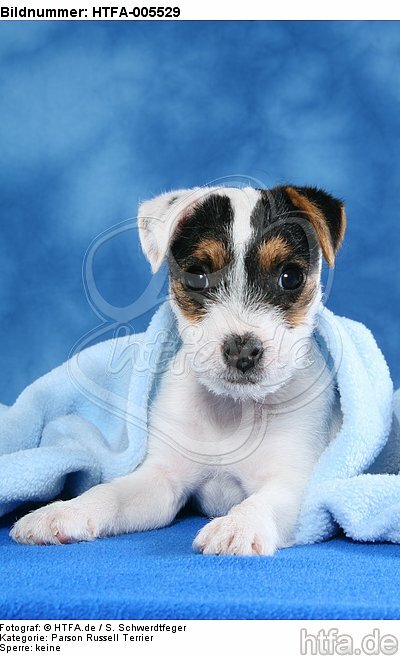 Parson Russell Terrier Welpe / parson russell terrier puppy / HTFA-005529