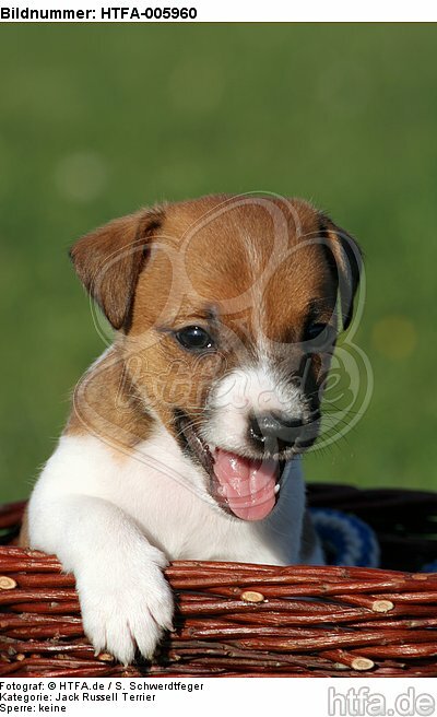 Jack Russell Terrier Welpe / jack russell terrier puppy / HTFA-005960