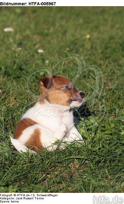 Jack Russell Terrier Welpe / jack russell terrier puppy / HTFA-005967