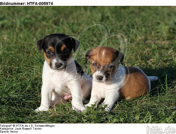 Jack Russell Terrier Welpen / jack russell terrier puppies / HTFA-005974