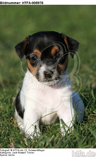 Jack Russell Terrier Welpe / jack russell terrier puppy / HTFA-005976