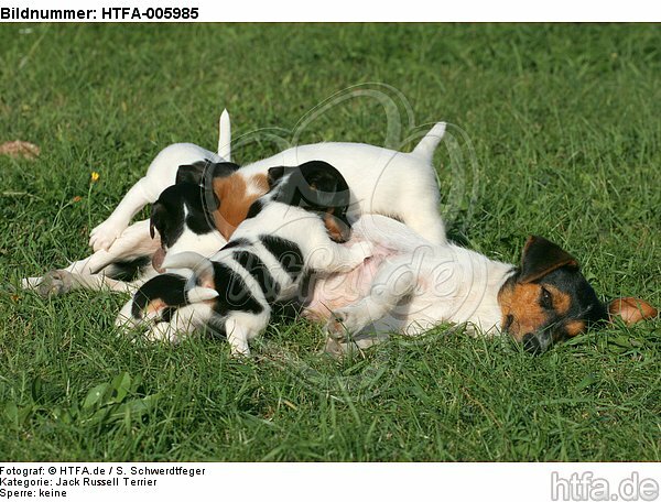 Jack Russell Terrier / HTFA-005985