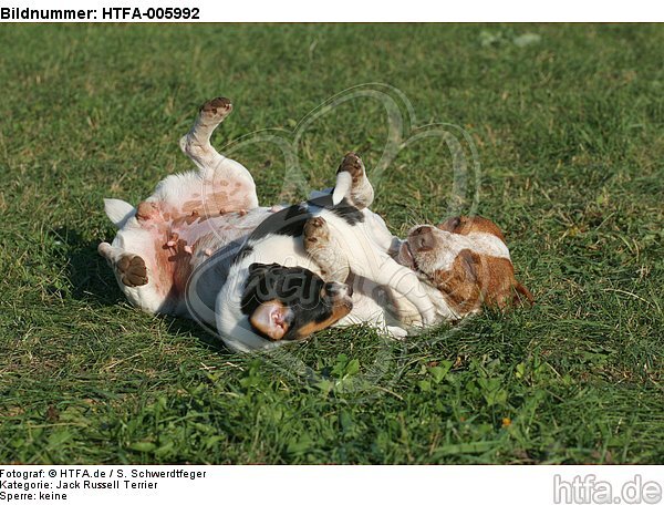 Jack Russell Terrier / HTFA-005992