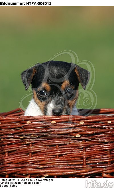 Jack Russell Terrier Welpe / jack russell terrier puppy / HTFA-006012