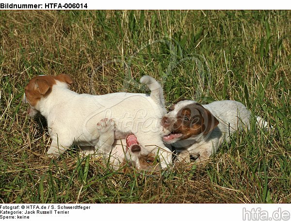 Jack Russell Terrier Welpen / jack russell terrier puppies / HTFA-006014