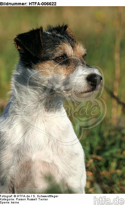 Parson Russell Terrier / HTFA-006622