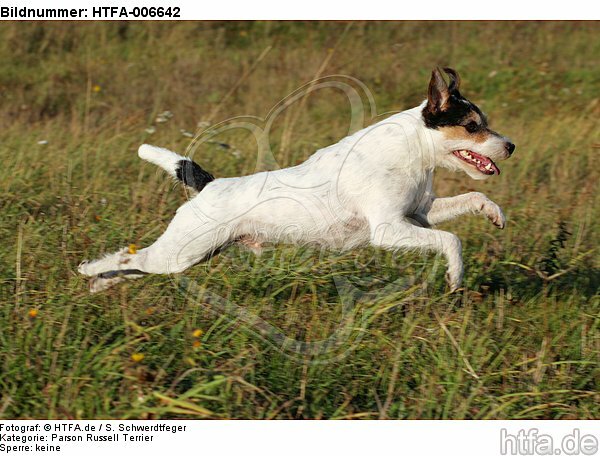 Parson Russell Terrier / HTFA-006642