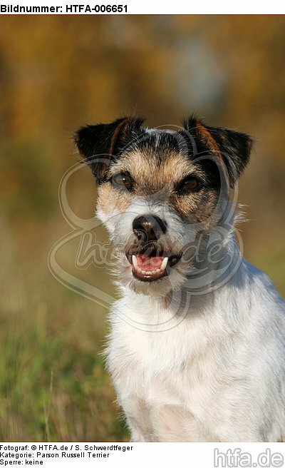 Parson Russell Terrier / HTFA-006651