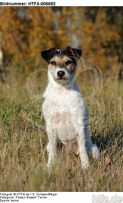 Parson Russell Terrier / HTFA-006652