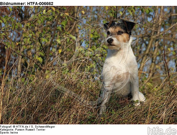 Parson Russell Terrier / HTFA-006662