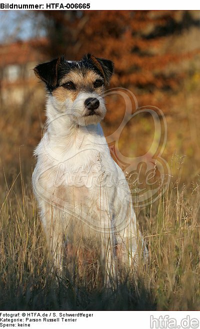 Parson Russell Terrier / HTFA-006665