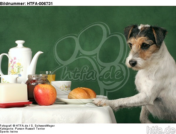 Parson Russell Terrier / HTFA-006731