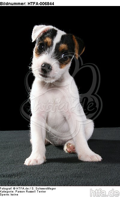 Parson Russell Terrier Welpe / parson russell terrier puppy / HTFA-006844