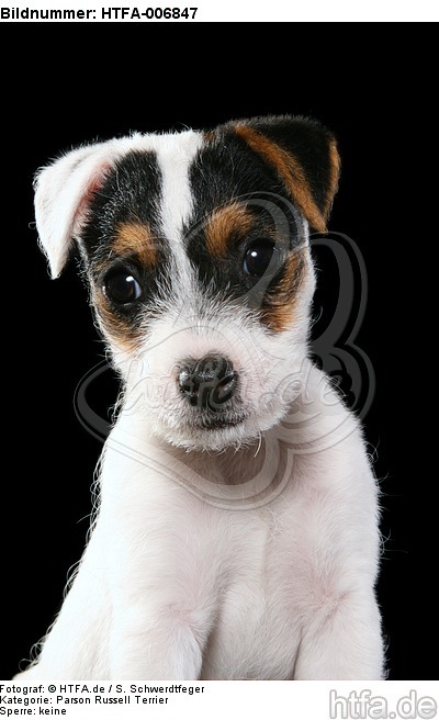 Parson Russell Terrier Welpe / parson russell terrier puppy / HTFA-006847