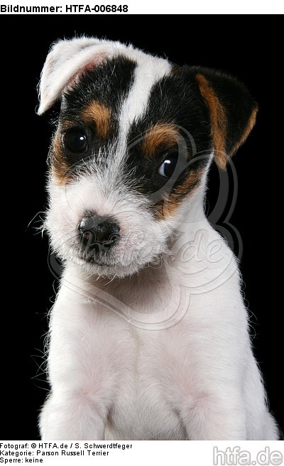 Parson Russell Terrier Welpe / parson russell terrier puppy / HTFA-006848