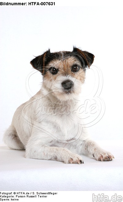 Parson Russell Terrier / HTFA-007631