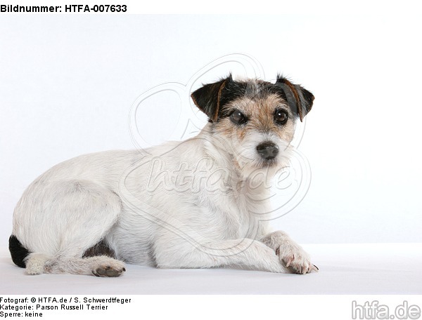 Parson Russell Terrier / HTFA-007633