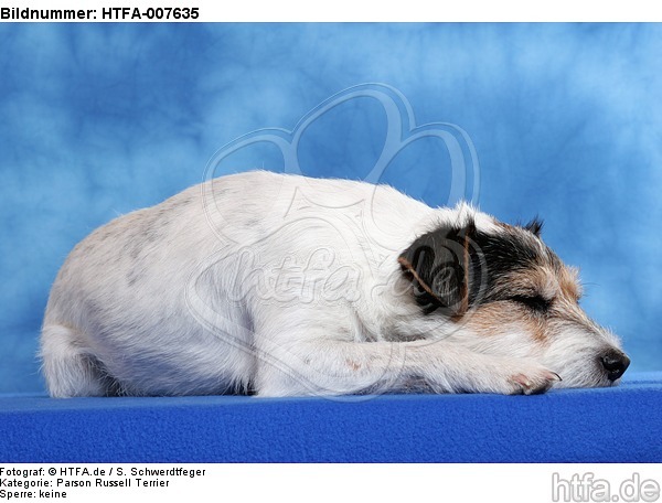 Parson Russell Terrier / HTFA-007635