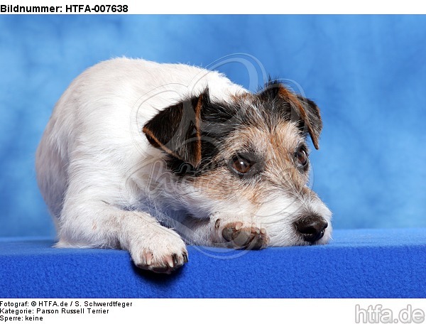 Parson Russell Terrier / HTFA-007638