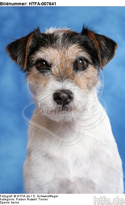 Parson Russell Terrier / HTFA-007641