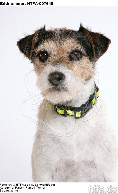 Parson Russell Terrier / HTFA-007649