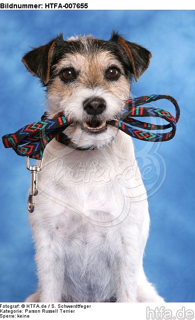 Parson Russell Terrier / HTFA-007655