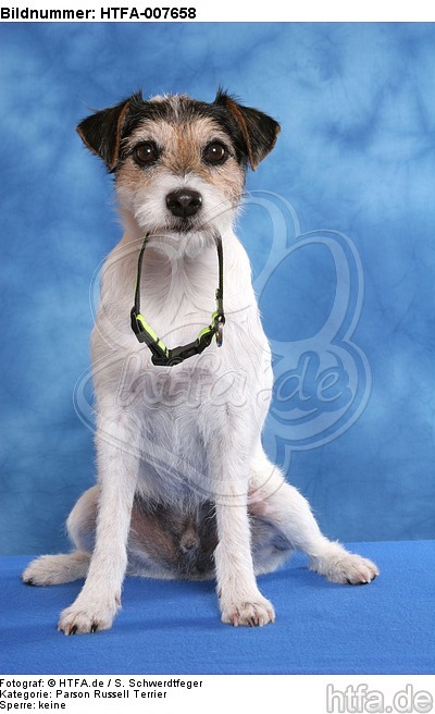 Parson Russell Terrier / HTFA-007658