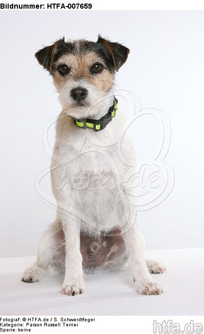 Parson Russell Terrier / HTFA-007659