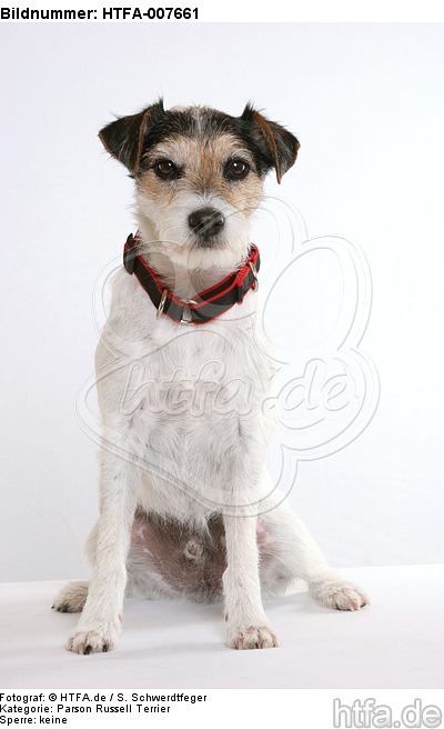 Parson Russell Terrier / HTFA-007661