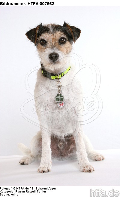 Parson Russell Terrier / HTFA-007662