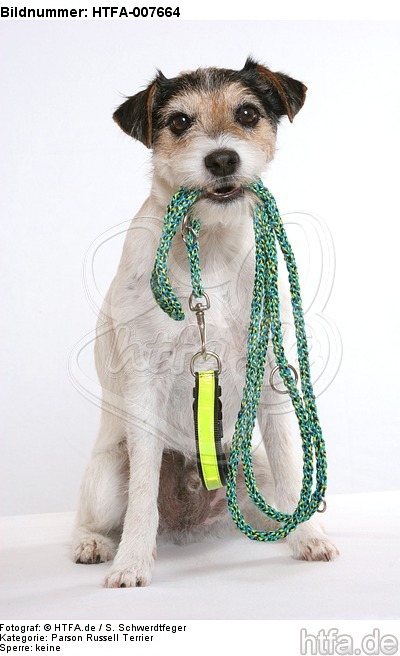 Parson Russell Terrier / HTFA-007664