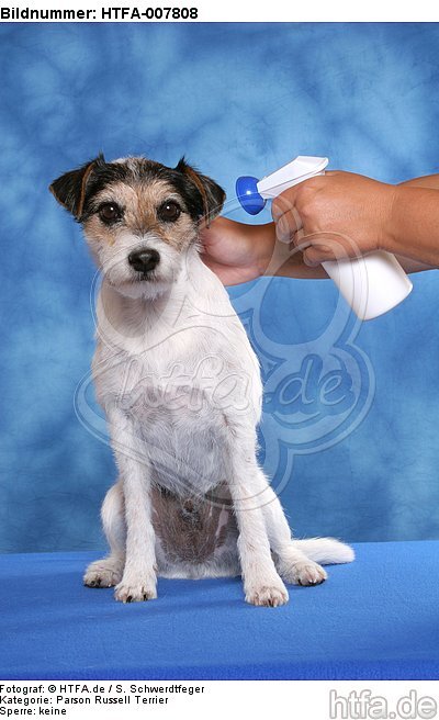 Parson Russell Terrier / HTFA-007808