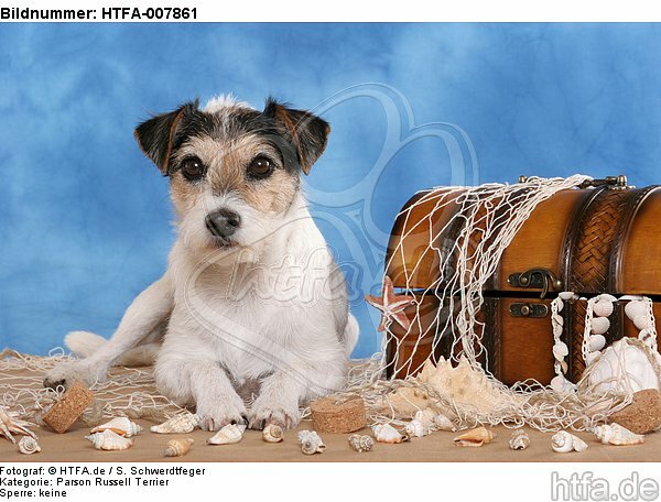 Parson Russell Terrier / HTFA-007861