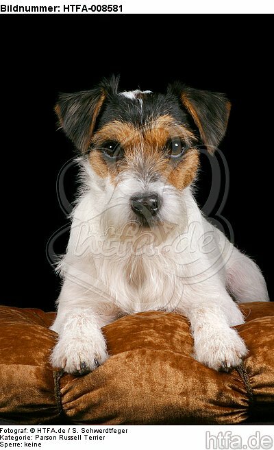 liegender Parson Russell Terrier / lying prt / HTFA-008581