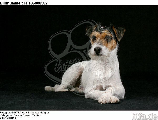 liegender Parson Russell Terrier / lying prt / HTFA-008582