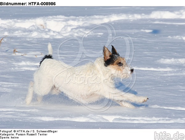 Parson Russell Terrier rennt durch den Schnee / prt running through snow / HTFA-008986