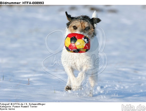 Parson Russell Terrier spielt im Schnee / prt playing in snow / HTFA-008993