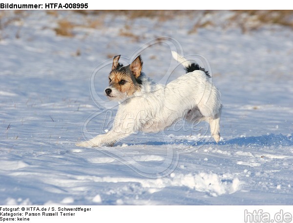 Parson Russell Terrier rennt durch den Schnee / prt running through snow / HTFA-008995