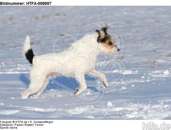 Parson Russell Terrier rennt durch den Schnee / prt running through snow / HTFA-008997