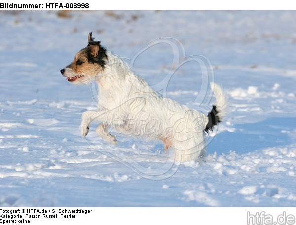 Parson Russell Terrier rennt durch den Schnee / prt running through snow / HTFA-008998