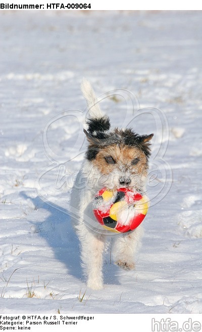 Parson Russell Terrier spielt im Schnee / prt playing in snow / HTFA-009064