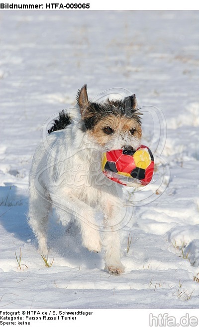 Parson Russell Terrier spielt im Schnee / prt playing in snow / HTFA-009065